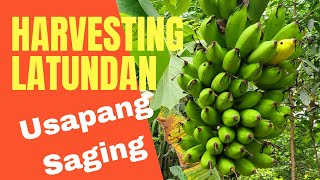 LATUNDAN Planting, Harvesting, Tips \u0026 Care || Banana Farming  #UCNat