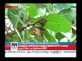 govt. land encroachment at kasaragod cpi in trouble manorama news