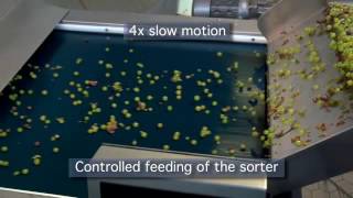 optical grape sorting