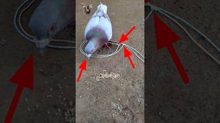 Pigeon trap | creative pigeon trap | bird trap #shorts