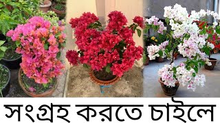 বিভিন্ন ধরনের থাই ভ্যারাইটির বুগেনভেলিয়া ও আমার তৈরি স্পেশাল ব্লেন্ড ফার্টিলাইজার