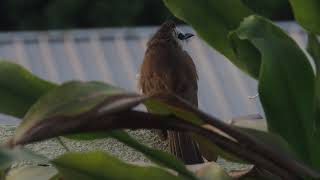 Lovely Yellow-vented Bulbul bird calling its partner and flapping its beautiful wings