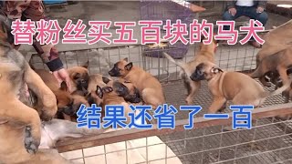 粉丝要求买500块的马犬，而我只花了400，还替粉丝省了一百！