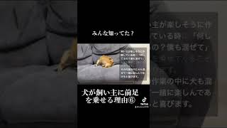 犬が飼い主に前足を乗せてくる理由が可愛すぎた #shorts