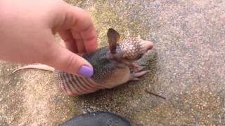 Bebe armadillo huérfano es descubierto en patio trasero