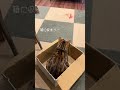 身を隠して狩りをするネコちゃん ベンガル ルトロゼ 猫