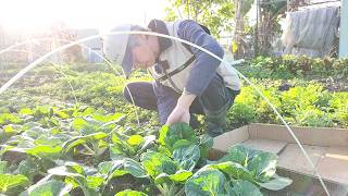 [狐狸菜園] 低溫下長大的奶油白菜 測試蓋網子對長勢跟品質的影響 Creamed cabbage growing in low temperature