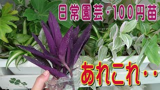 私の日常園芸あれこれ/挿し木の色々/100円観葉植物を園芸として楽しむ/葉の色と形状