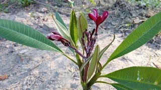 Grow plumeria or champa from cuttings and care tips