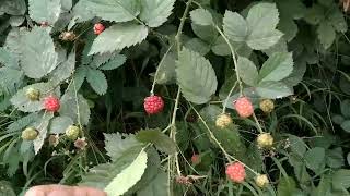 blackberry fruit tree,বাংলাদেশে ব্ল্যাকবেরি,how to grow blackberries,ব্ল্যাকবেরি ফল,gardening