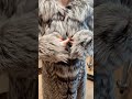 Great Hooded Long Silver Fox Fur Coat 2 #fur #candid #puffer #street #furcoat #winter #blackglama