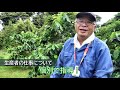 okinawan coffee farm in uruma haru farm