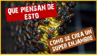 🐝 COMO CREAR UNA SUPER COLMENA CON ABEJAS | 👉Apicultura para principiantes🐝