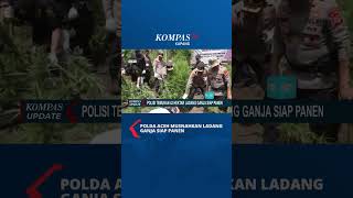 Polda Aceh Temukan 43 Hektar Ladang Ganja Siap Panen #shorts