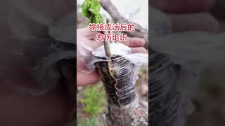 New inventions in agriculture Using drill to graft  Grafting Fruit Trees   a Step by Step Guide on h