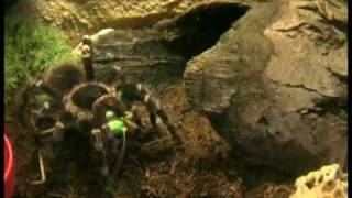 geniculata l10