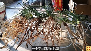 4株兰花脱盆给兰友发货，看了根和芽点后，大叹卖了再也买不回来