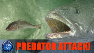 Live fish ATTACKED by predator! Then gets hooked | Amazing underwater Go Pro footage | CoastfishTV