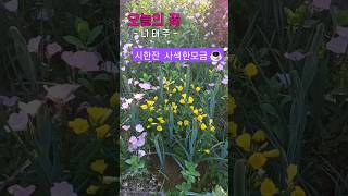 💗분홍낮달맞이와 💛황금낮달맞이가 멋드러지게 어우러진 우리집정원(키우기쉬운 노지월동꽃)