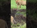 lions vs cheetahs hunting