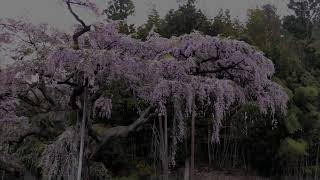 紅枝垂地蔵桜・はなもも回廊 2022 　 福島県郡山市