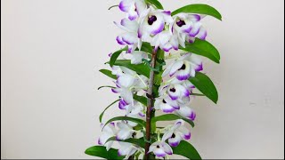 兰花-暮然回首，美丽的金钗石斛在花架上😎 你买还是不买？😂 Dendrobium nobile