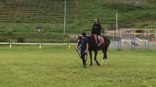 騎馬武者フェス