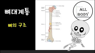 해부학 기초 [ 뼈의 구조 ] AllBodyTV