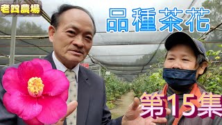 開箱2022年品種茶花第15集！【老四農場】[Camellia japonica][カメリア]