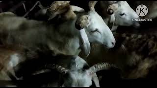 வடக்கு வள்ளியூர் வார சந்தை, திருநெல்வேலி-North Valliyur Goat Market, Tirunelveli