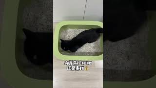 【一只黑糖啵啵🐻】自从养了猫过后，家里就多一笔收入！