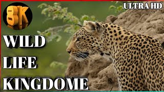 Wild Animals in 8K ULTRA HD HDR - Collection of Colorful Wild Animals II (60 FPS)