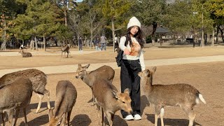 世界一平和な公園🦌ほのぼの暮らす鹿と外国人観光客🫎NARA  PARK