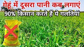 गेहूं में दूसरा पानी कब लगाएं और कोनसा खाद डालें / Gehu me dusra pani kab lagae / Gehu ki kheti