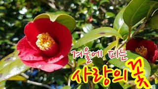 겨울에 피는 사랑의 꽃, 동백꽃