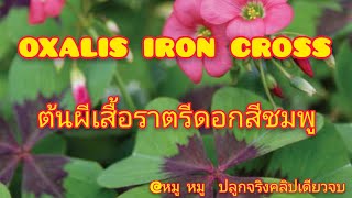 oxalis iron cross สวยจริงอะไรจริง ต้นผีเสื้อราตรีดอกสีชมพู @2pig ปลูกจริงคลิปเดียวจบ