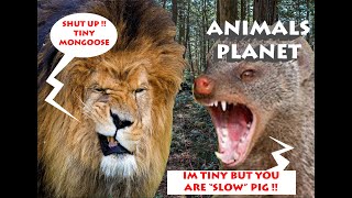MONGOOSE ATTACKS LIONS/ ANIMALS PLANET