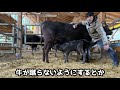 育児放棄した親牛が子牛を受け入れてくれるまで