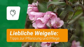 Liebliche Weigelie (Weigela florida): Tipps zur Pflanzung und Pflege