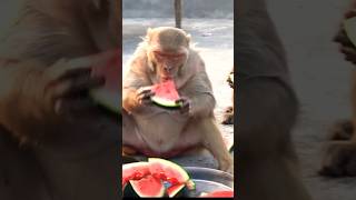 वानर सेना की तरबूज़ पार्टी🐒🐒 | Jai Hanuman 🙏🙏 | Jai Shri Ram #monkeys #shorts #trending