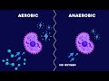 Aerobic and Anaerobic Respiration