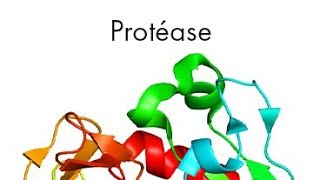 how to produce a protease enzyme by the help of bacillus subtilis specie of bacteria 🦠: 15/1/2022