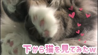 【肉球♡】ノルウェージャンを下から覗いてみたら可愛すぎたw