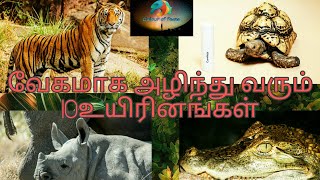 வேகமாக அழிந்து வரும் 10உயிரினங்கள்|Colouroffacts|Tamil