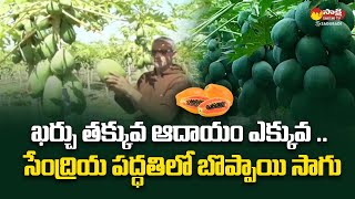 Farmer Success Story On Papaya Farming | Organic Papaya Cultivation | @SakshiTVSagubadi