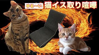 短足子猫と豹猫のゆる〜い喧嘩が何とも可愛い！猫のイス取りバトル！