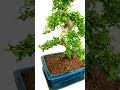 Exquisite 24-Year-Old Specimen Chinese Elm Indoor Bonsai - A Sensational Symbol of Beauty