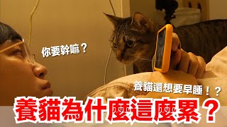 【好味小姐】睡眠不足都是貓害的！貓咪的睡前運動｜好味貓日常EP76