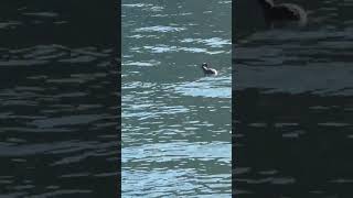 カンムリカイツブリの羽繕い　Great crested grebe preening its wings　#shorts