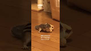 シマリス（chipmunk）お友達と遊ぶ♪